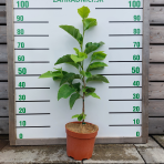 Magnólia Soulangeova (Magnolia × soulangeana) ‘HONEY TULIP’® - výška 80-110 cm, kont. C5L (-29°C) 